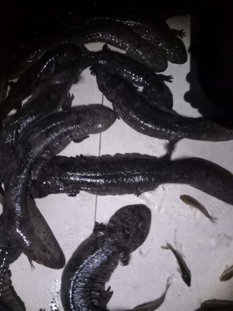批發(fā)娃娃魚  娃娃魚價格