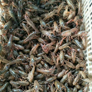 龍蝦、龍蝦苗、龍蝦種苗