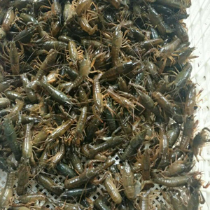 龍蝦、龍蝦苗、龍蝦種苗