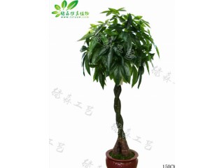 仿真辮子發(fā)財(cái)樹(shù)  廠家直銷(xiāo)    沈陽(yáng)仿真植物生產(chǎn)廠家
