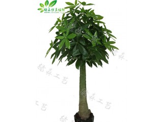 仿真木瓜桿發(fā)財(cái)樹(shù)   廠家直銷(xiāo)    沈陽(yáng)仿真植物生產(chǎn)廠家
