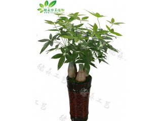 仿真盆景發(fā)財(cái)樹(shù)   廠家直銷(xiāo)    沈陽(yáng)仿真植物生產(chǎn)廠家