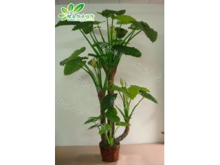 仿真滴水觀音   廠家直銷(xiāo)    沈陽(yáng)仿真植物生產(chǎn)廠家