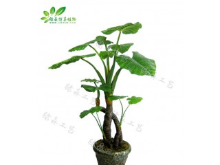仿真滴水觀音   廠家直銷(xiāo)    沈陽(yáng)仿真植物生產(chǎn)廠家