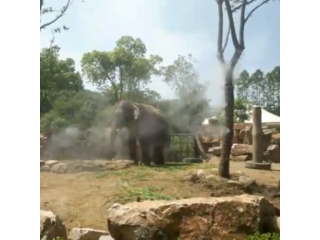 動(dòng)物園噴霧降溫