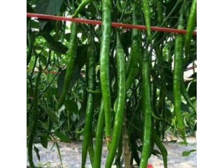 旌德育長(zhǎng)線椒苗抗病性強(qiáng),郎溪批發(fā)辣椒苗廠家2025